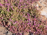 もっと小さな花を付けるピンクの花達