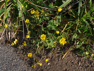 かわいらしい小さな黄色の花を持つ植物