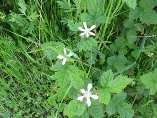 白い小さな花