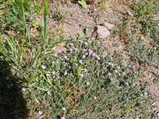 おおいぬのふぐりのピンクバージョン？の花