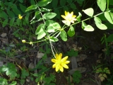 黄色い小さな花