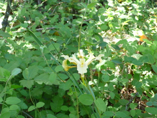 アヤメ科の花？