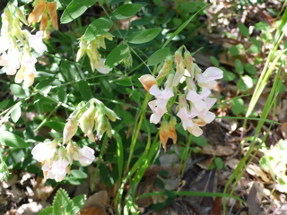 観た事もない白い小さな花