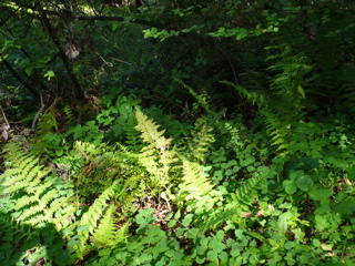 森林によくあるシダ植物