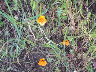 可愛らしいオレンジの花