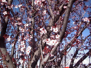 桜の花なんだけど